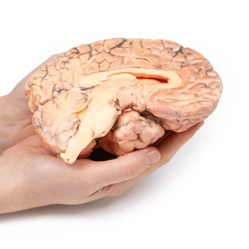 3D Printed Craniopharyngioma