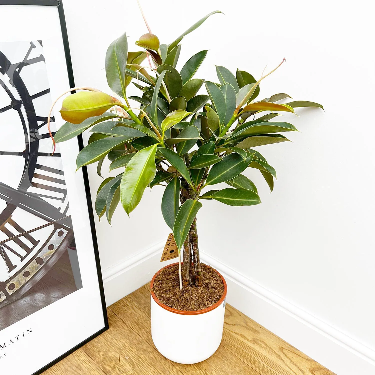 95 - 110cm Ficus Melany Tree Rubber Plant 21cm Pot House Plant