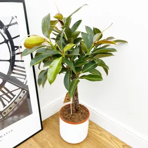 95 - 110cm Ficus Melany Tree Rubber Plant 21cm Pot House Plant