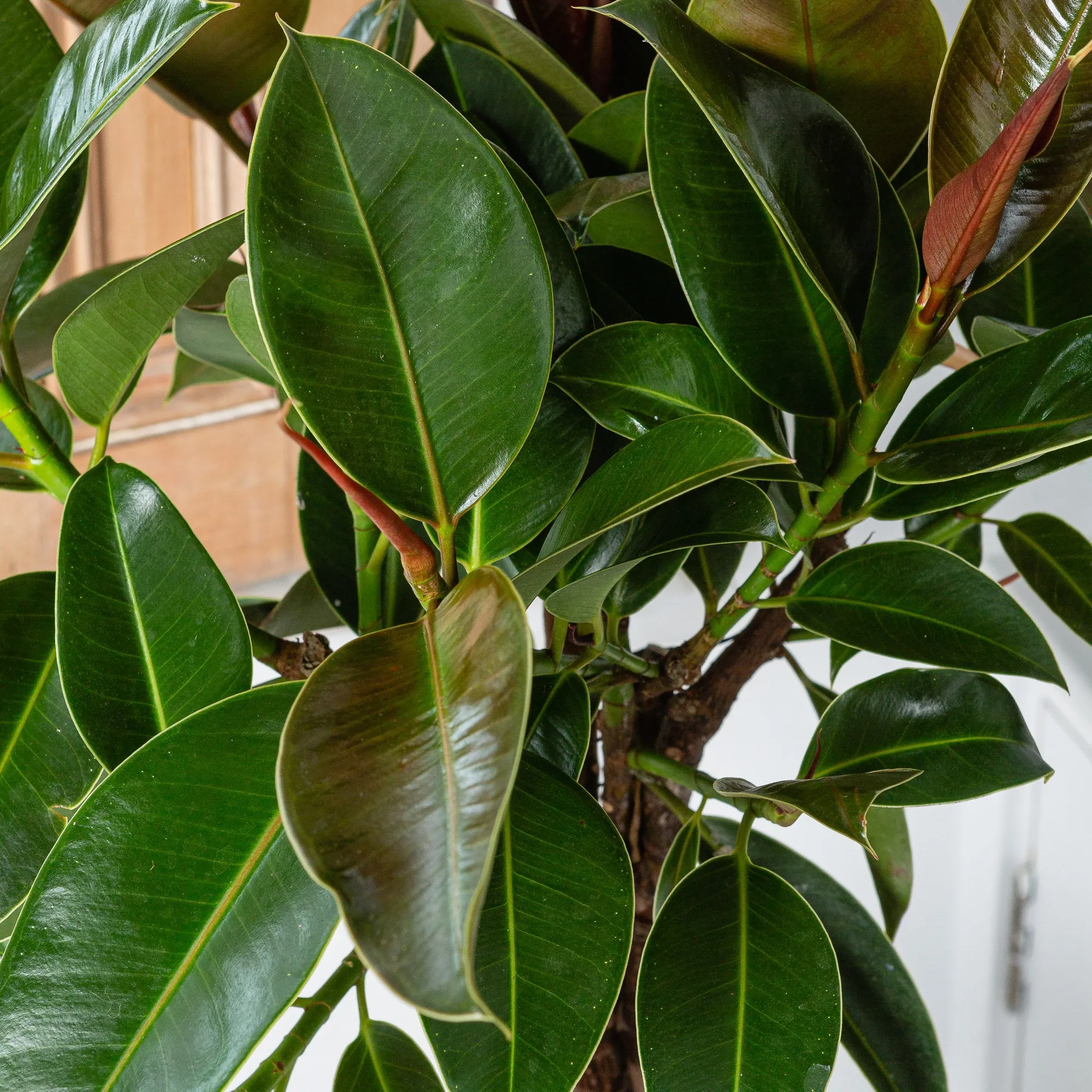 95 - 110cm Ficus Melany Tree Rubber Plant 21cm Pot House Plant