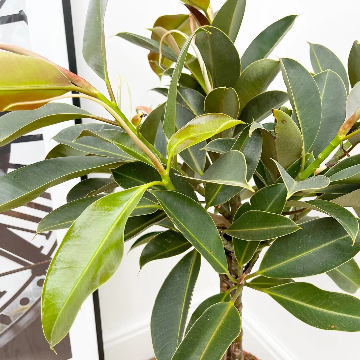 95 - 110cm Ficus Melany Tree Rubber Plant 21cm Pot House Plant