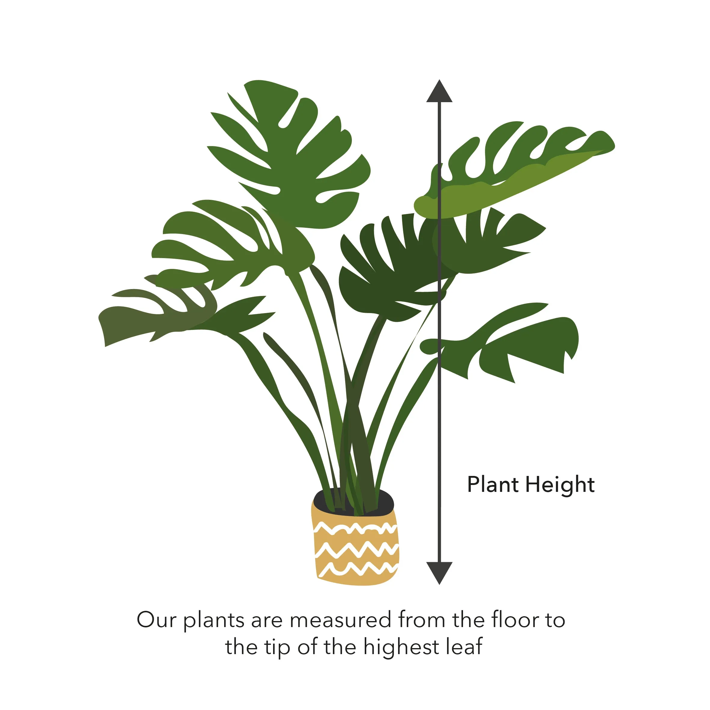 95 - 110cm Ficus Melany Tree Rubber Plant 21cm Pot House Plant