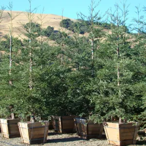 Aptos Blue Coast Redwood