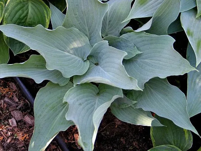 Astral Bliss Hosta