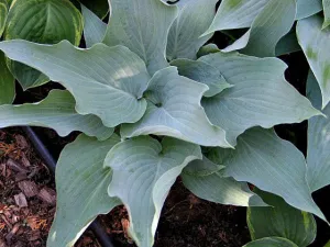 Astral Bliss Hosta