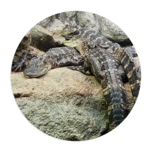 Crocodiles Mouse Pad
