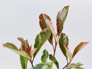 Photinia Pink Marble Hedge Pack