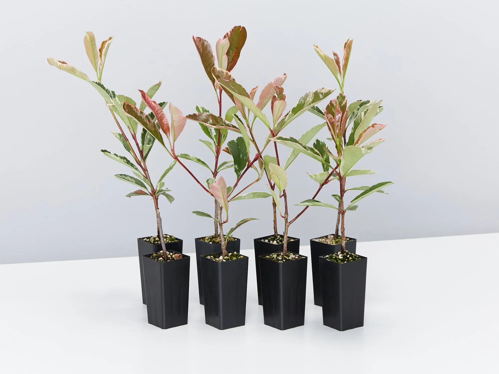 Photinia Pink Marble Hedge Pack