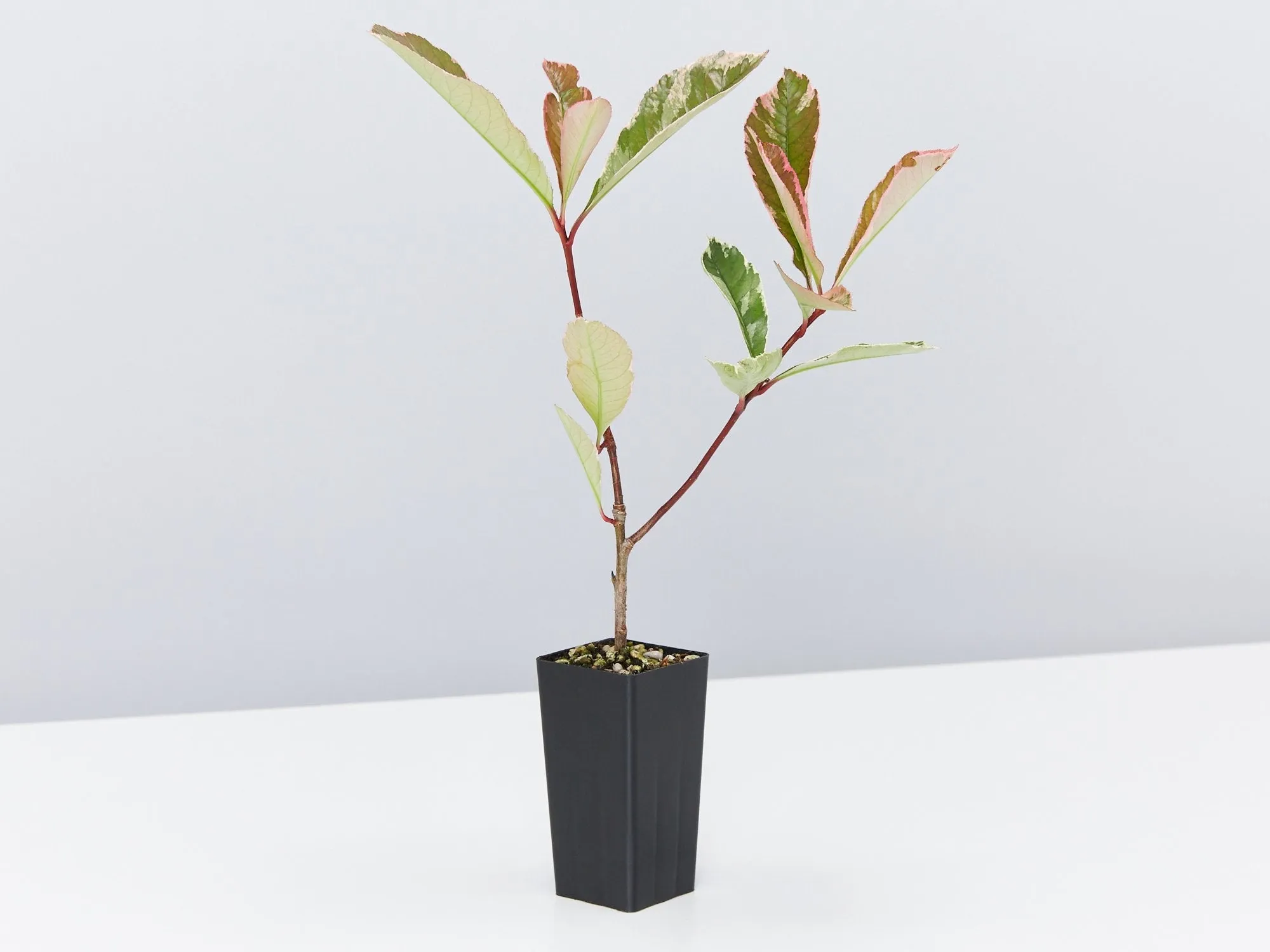 Photinia Pink Marble Hedge Pack