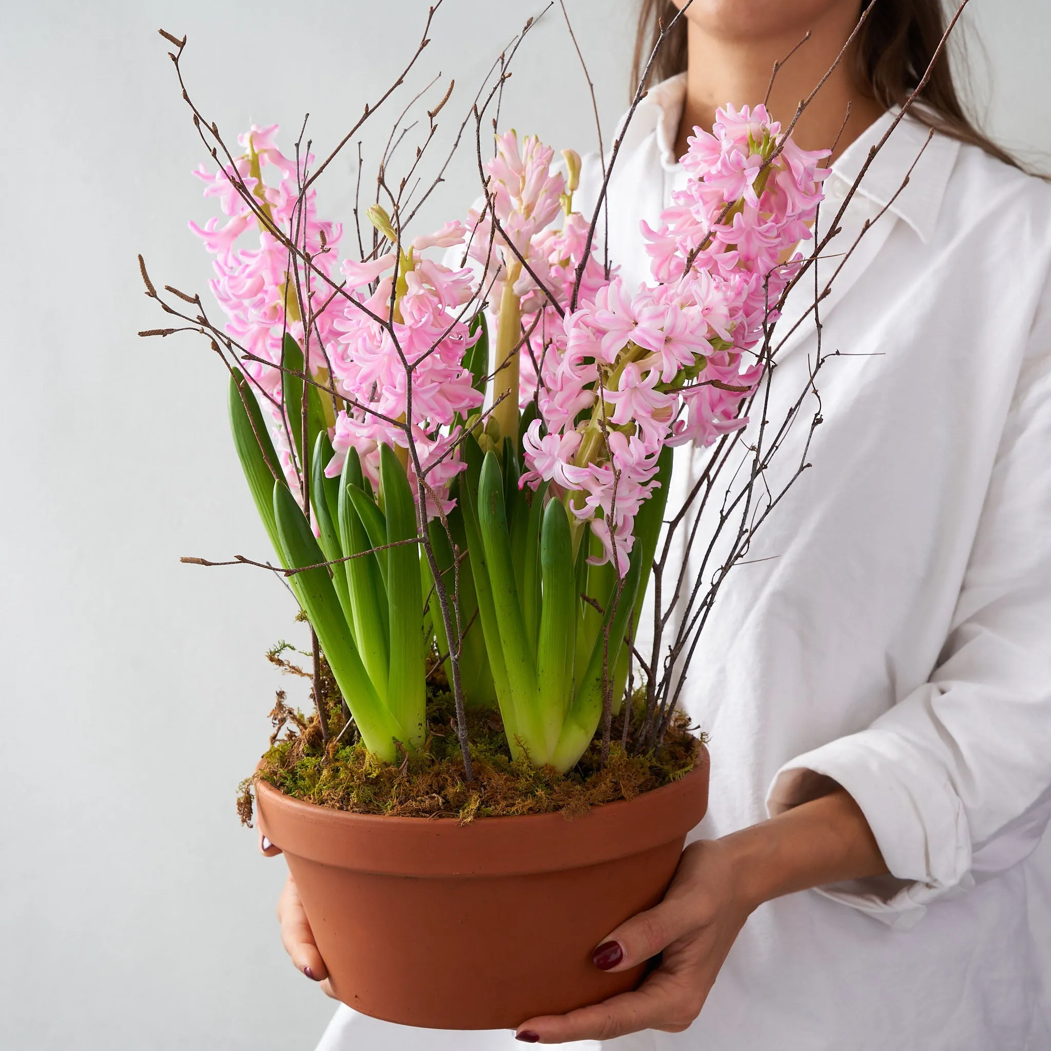 Pink Hyacinth