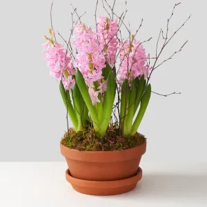 Pink Hyacinth