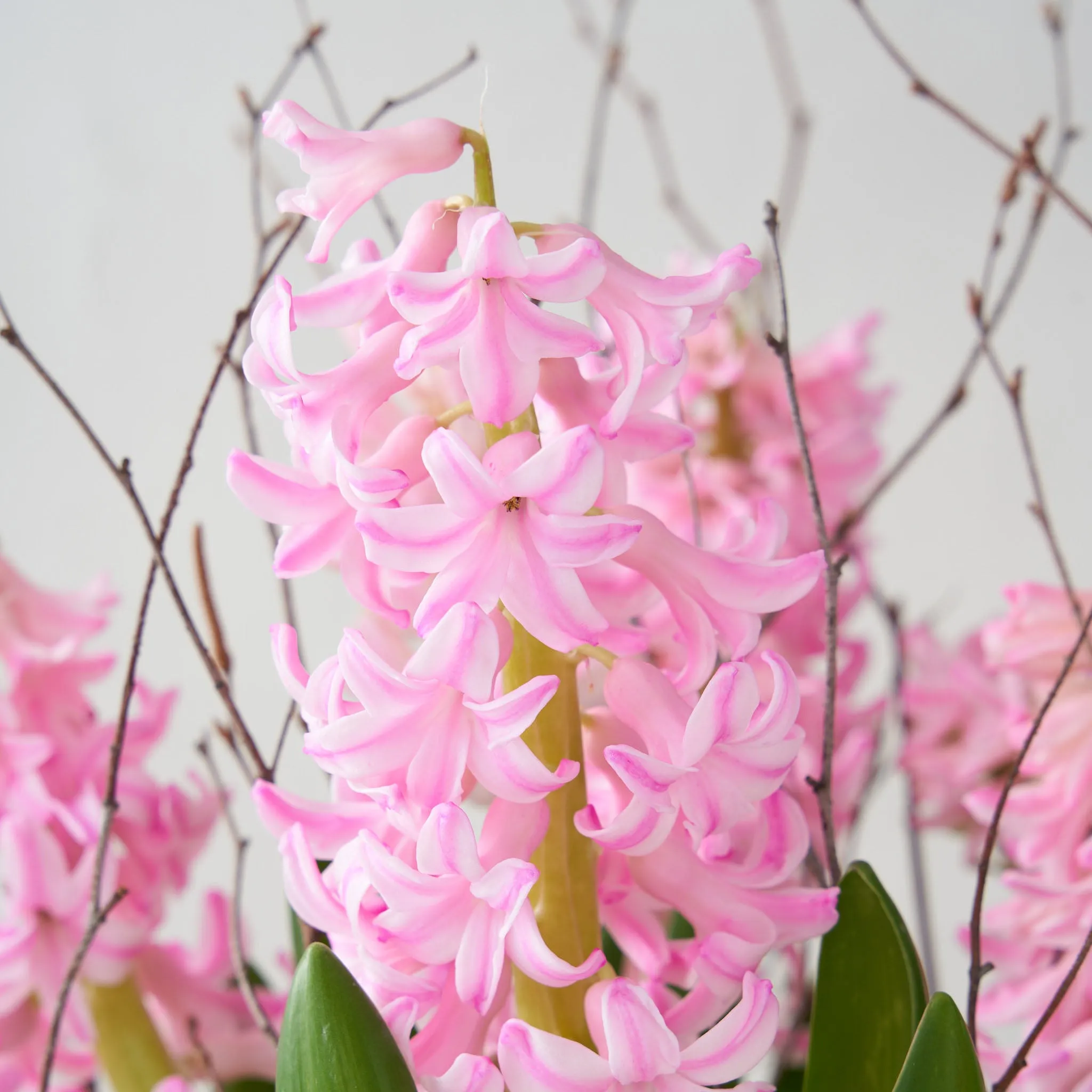 Pink Hyacinth