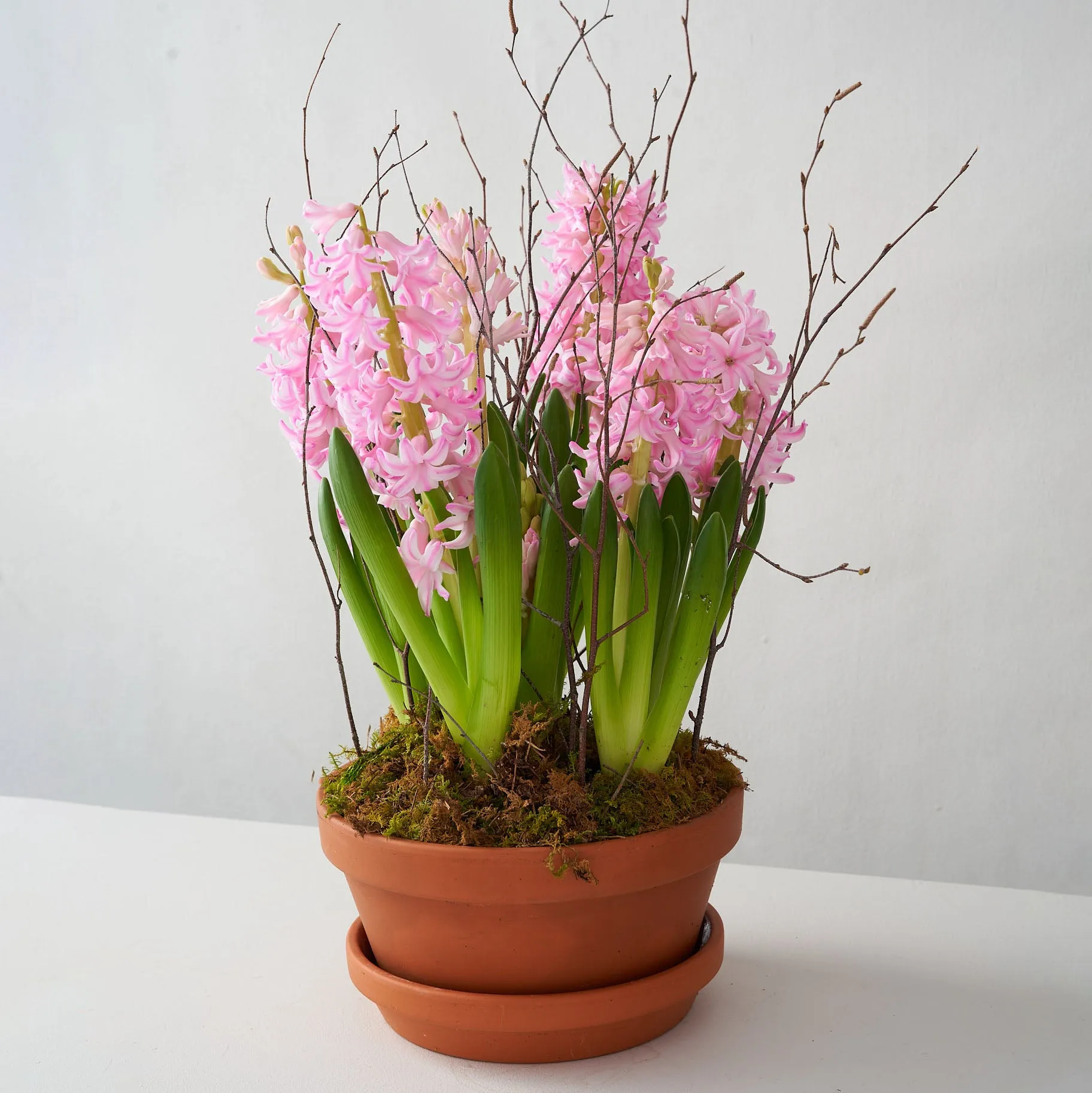 Pink Hyacinth