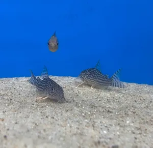 Sterbai Cory (Locally Bred)