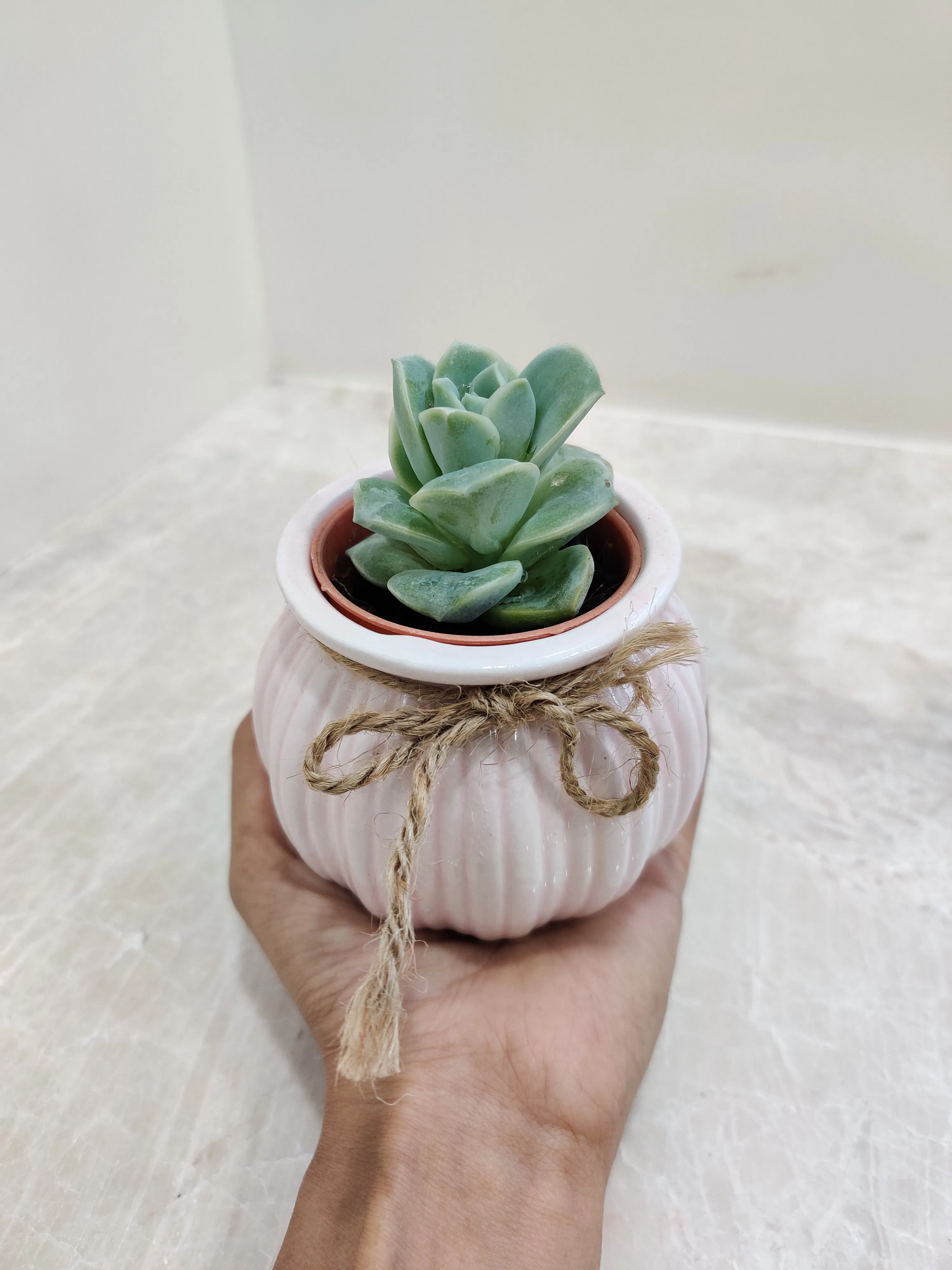 Succulent Corporate Gift Plant