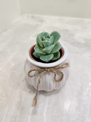 Succulent Corporate Gift Plant