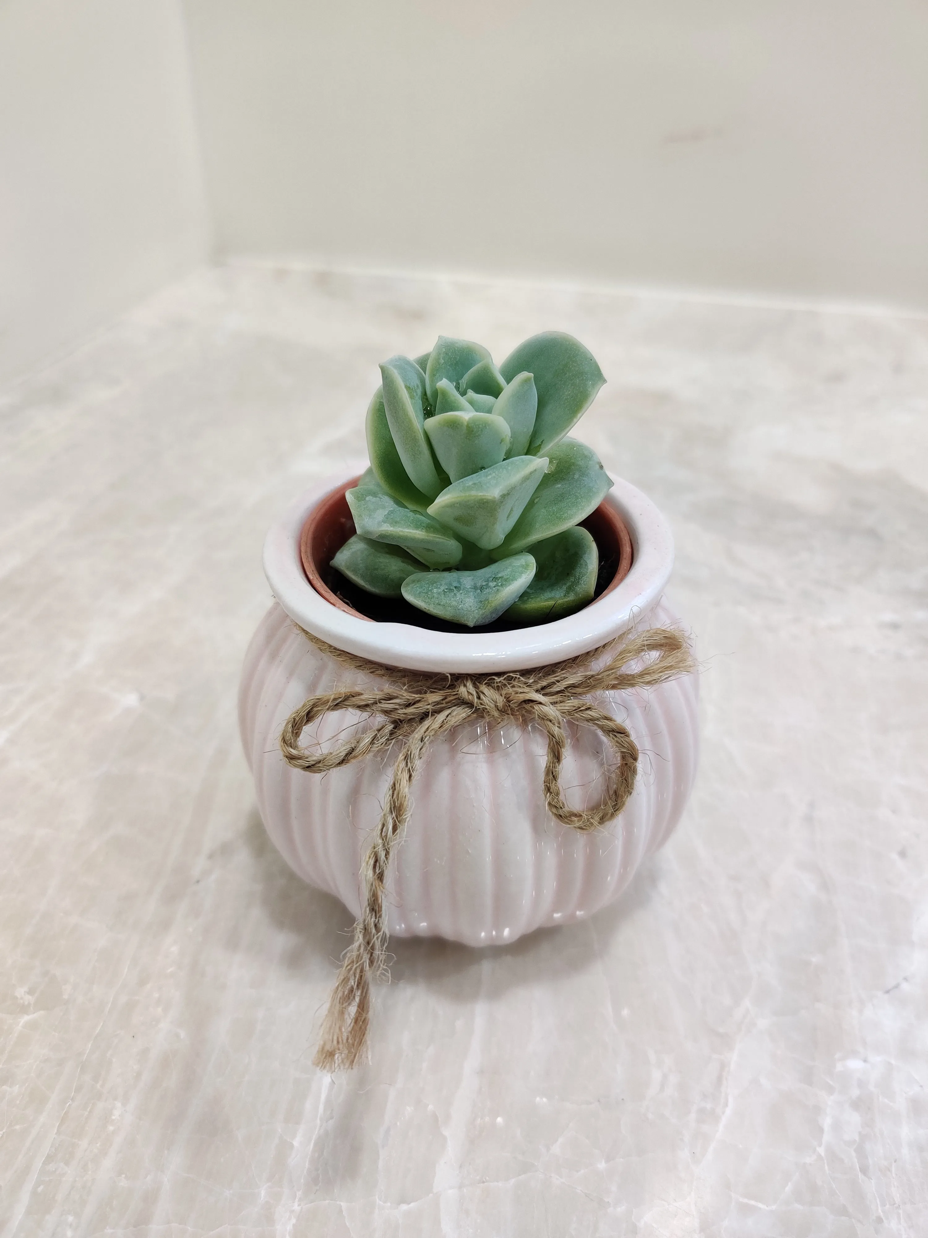 Succulent Corporate Gift Plant